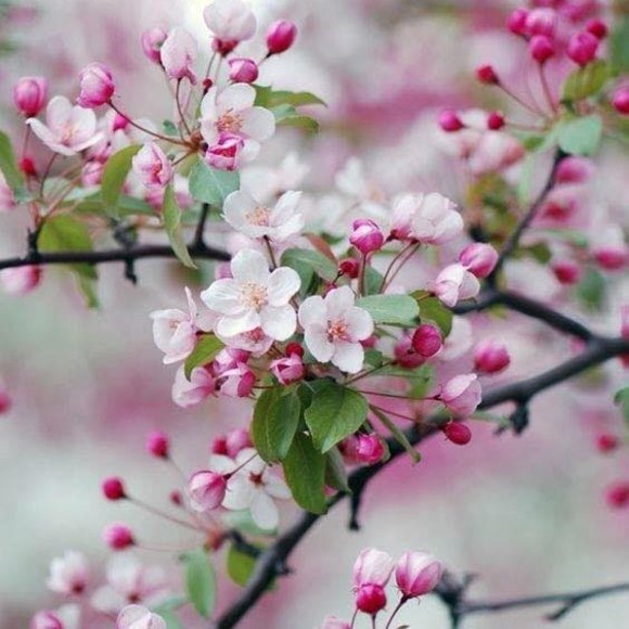 Meet your Posher, Lou - Picture 1 of 1